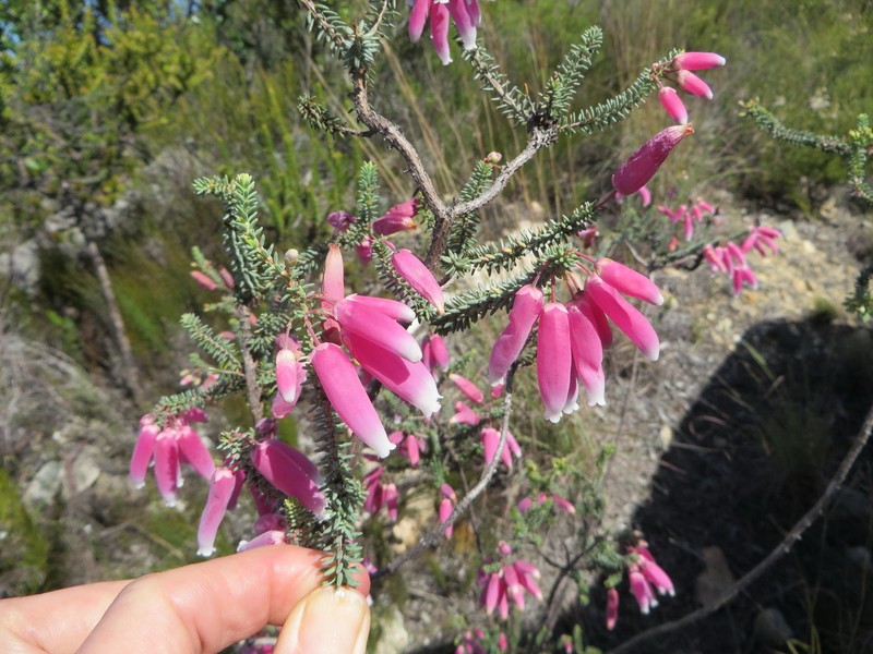 Erica bauera subsp. bauera photo 4