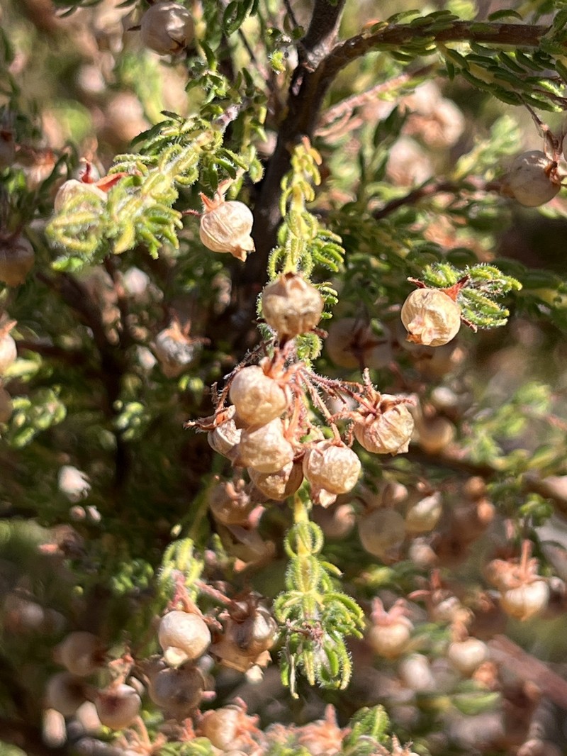 Erica bergiana var. bergiana