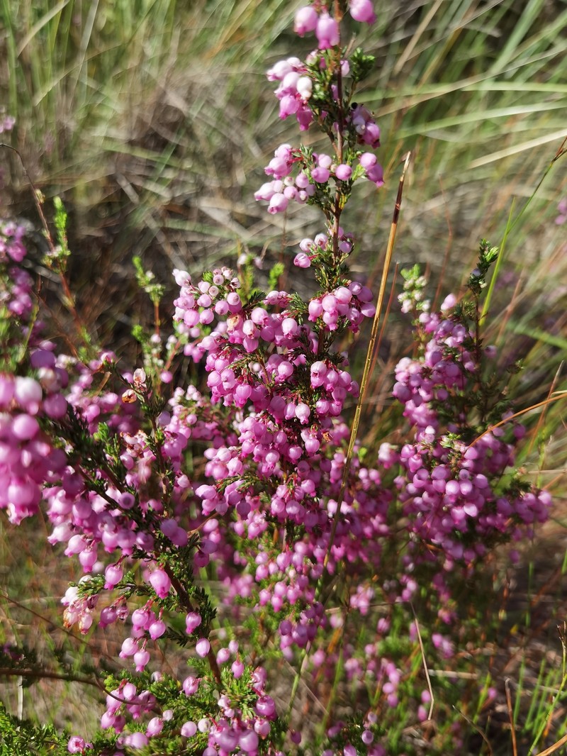 Erica bergiana var. bergiana photo 2