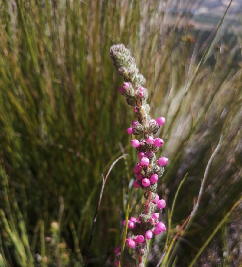 Erica bergiana var. bergiana photo 4