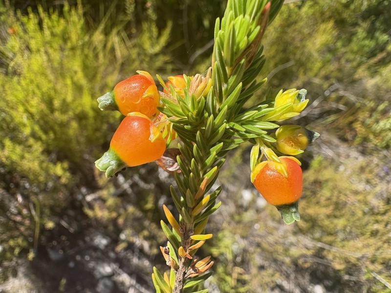 Erica blenna var. blenna