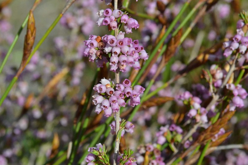 Erica bolusiae var. bolusiae