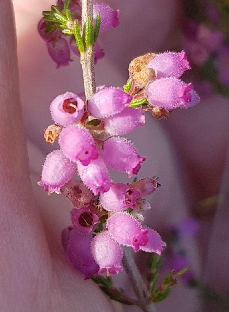 Erica bolusiae var. bolusiae photo 2