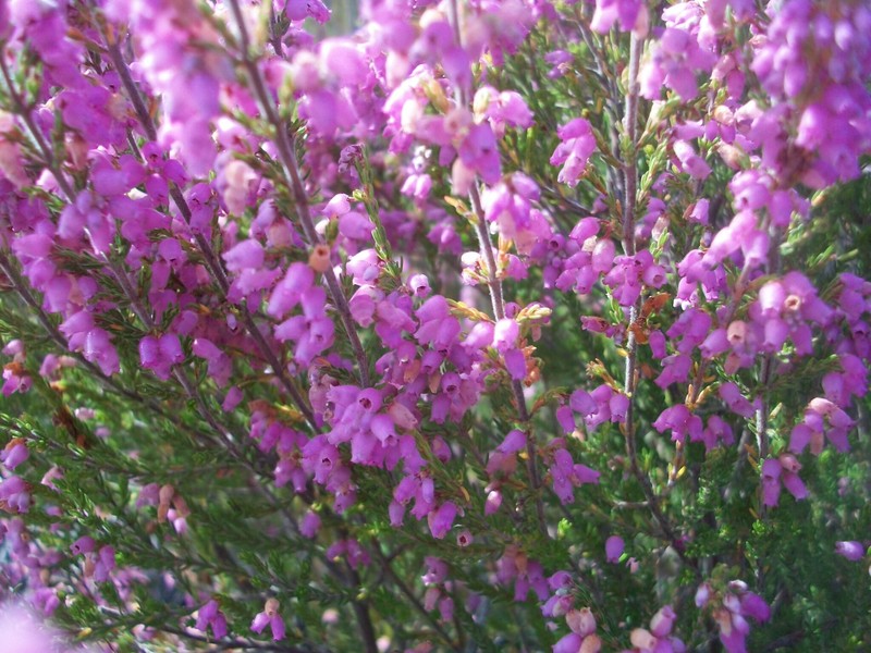 Erica bolusiae var. bolusiae photo 3