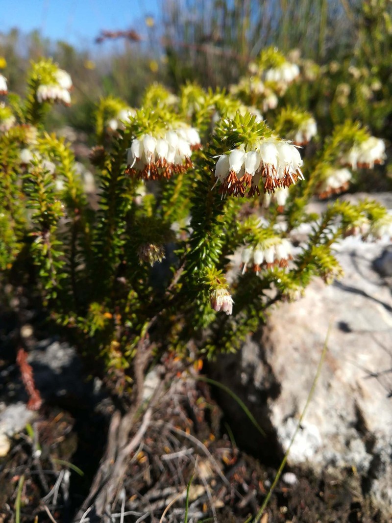 Erica bruniifolia var. bruniifolia
