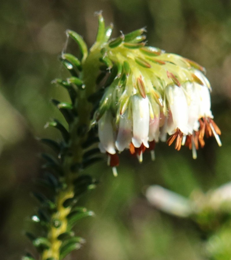 Erica bruniifolia var. bruniifolia photo 2