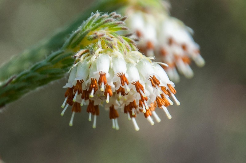 Erica bruniifolia var. bruniifolia photo 3