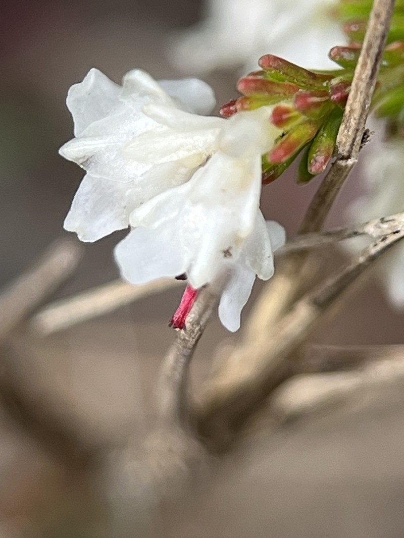 Erica calycina var. calycina