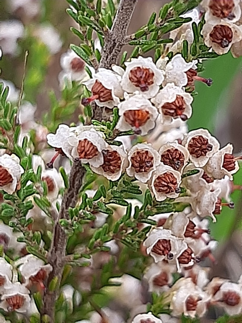Erica calycina var. calycina photo 2