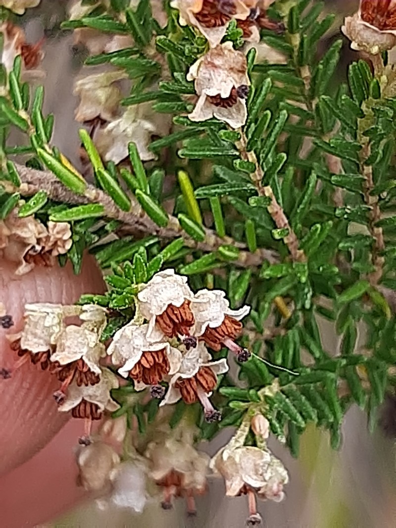 Erica calycina var. calycina photo 3