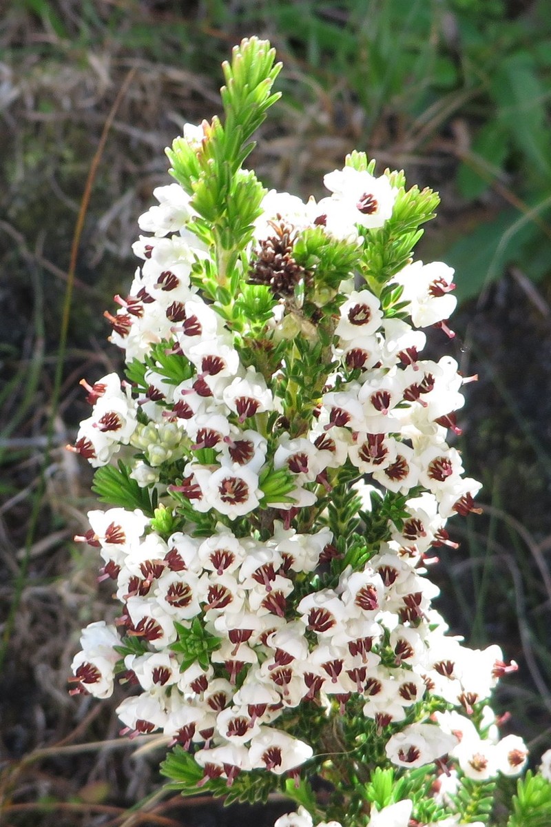 Erica calycina var. calycina photo 4