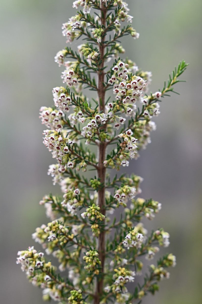 Erica canariensis