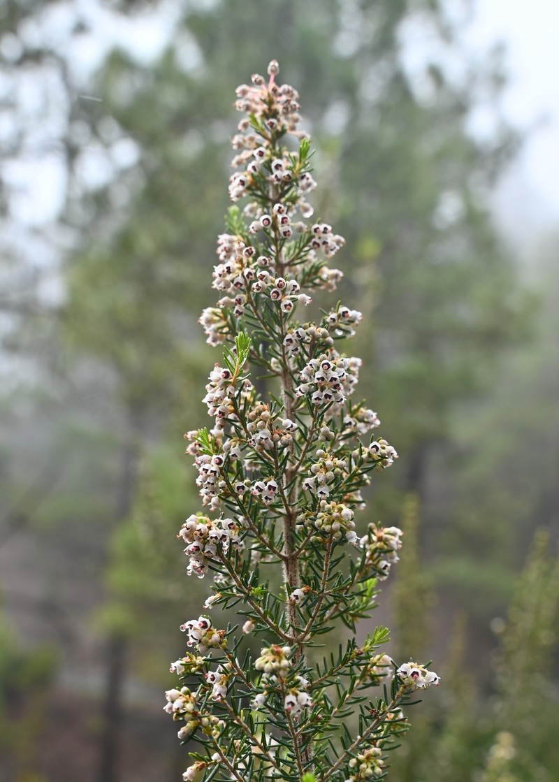 Erica canariensis photo 2