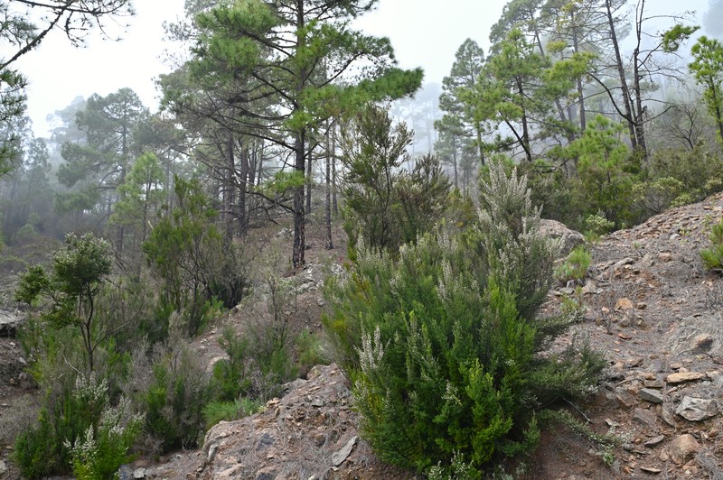 Erica canariensis photo 3