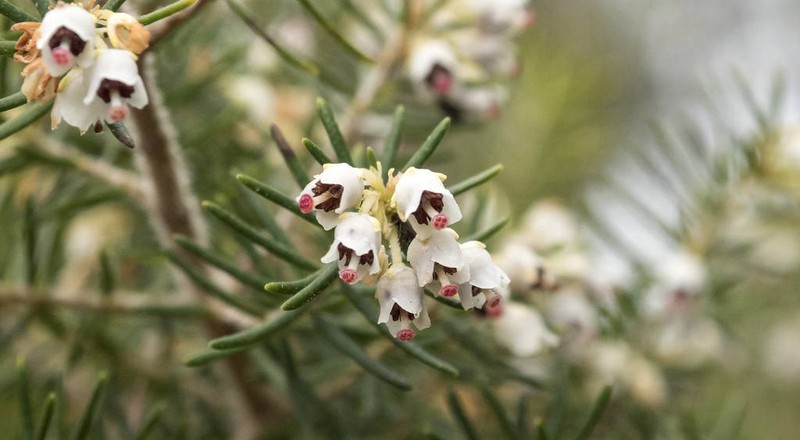Erica canariensis photo 4