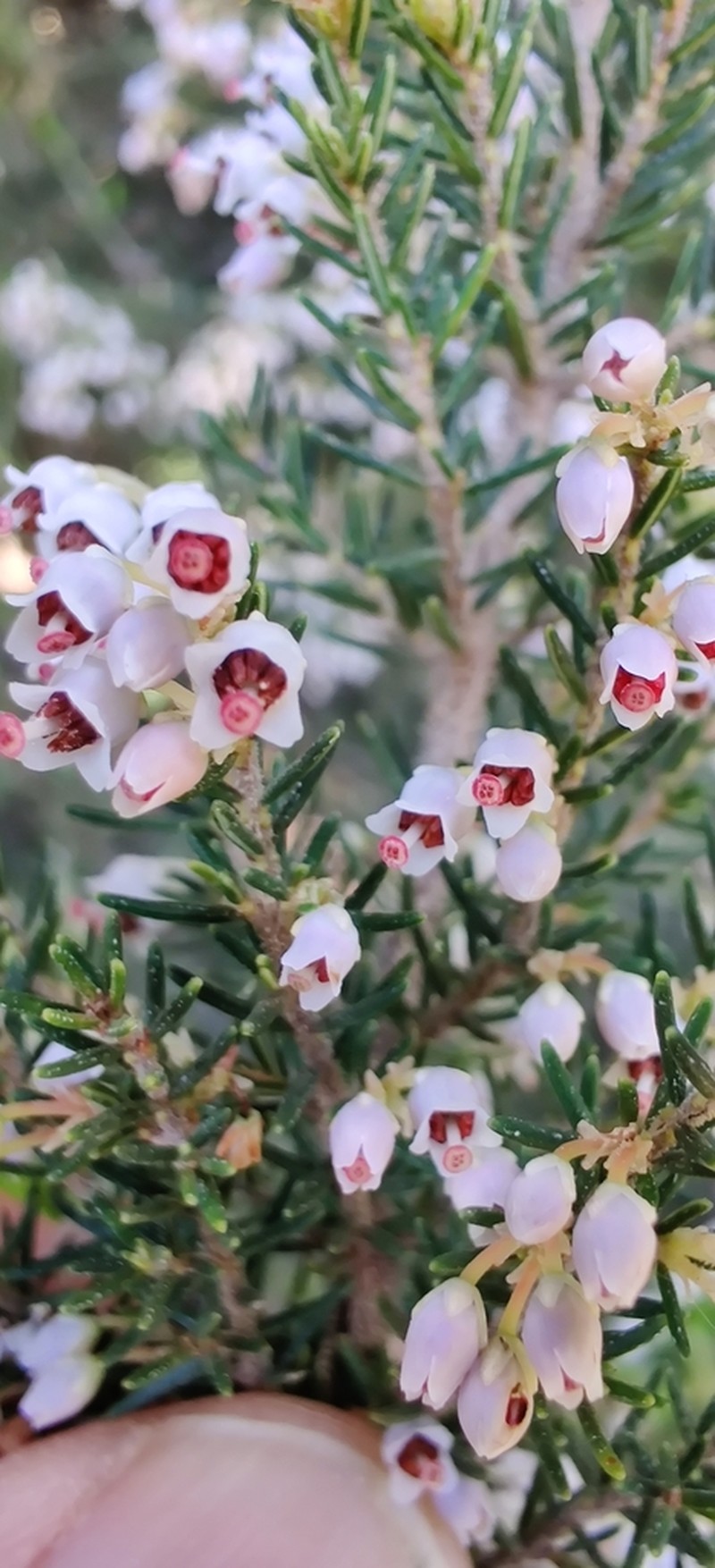 Erica canariensis photo 5