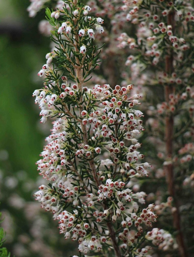 Erica canariensis photo 6