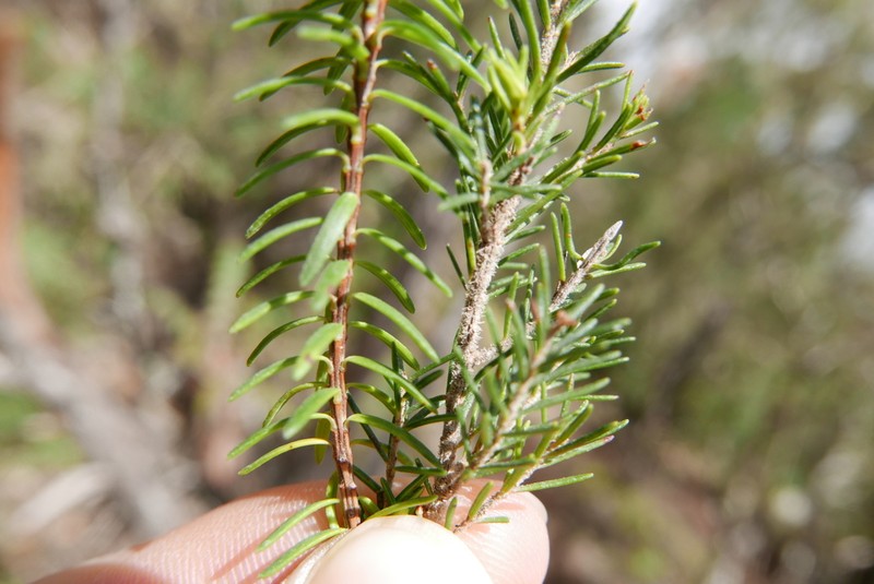 Erica canariensis photo 7