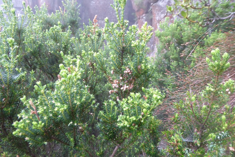 Erica caterviflora var. caterviflora photo 3