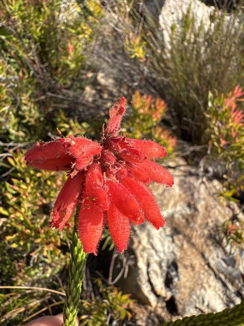 Erica cerinthoides var. cerinthoides