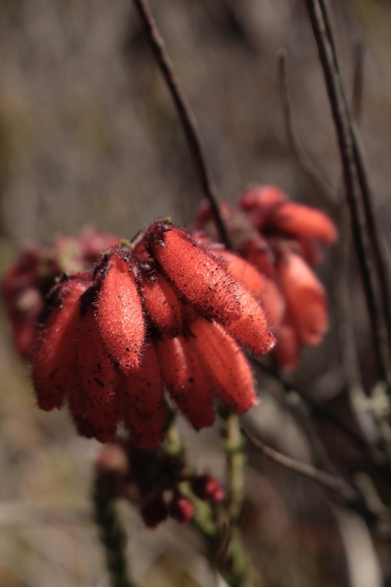 Erica cerinthoides var. cerinthoides photo 2