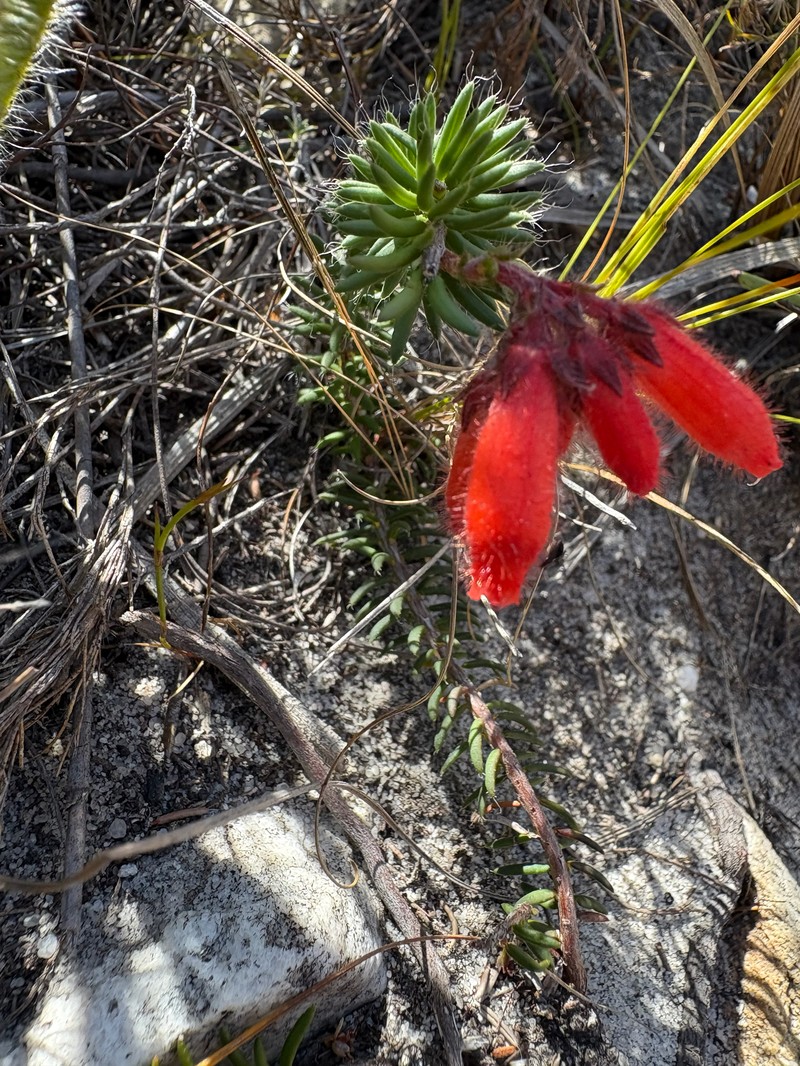 Erica cerinthoides var. cerinthoides photo 3