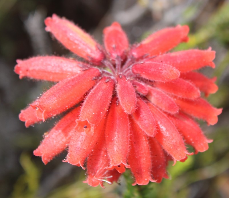 Erica cerinthoides var. cerinthoides photo 4
