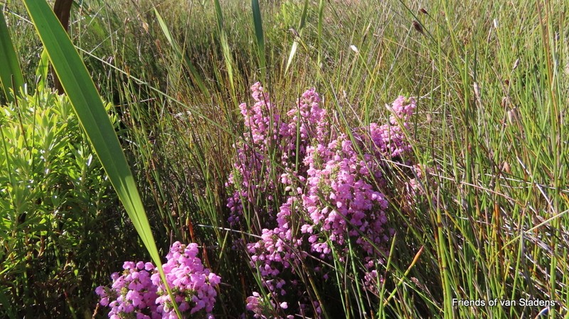 Erica chamissonis var. chamissonis