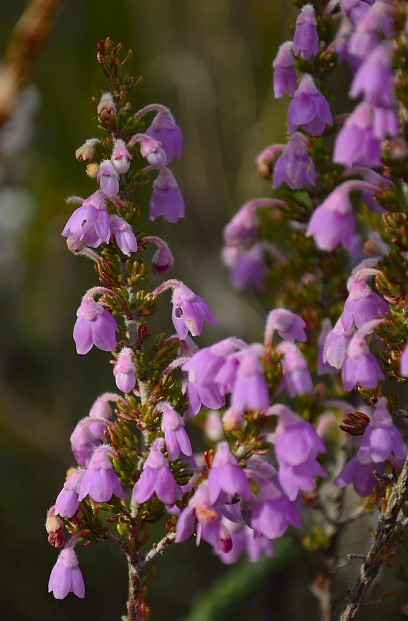 Erica chamissonis var. chamissonis photo 4