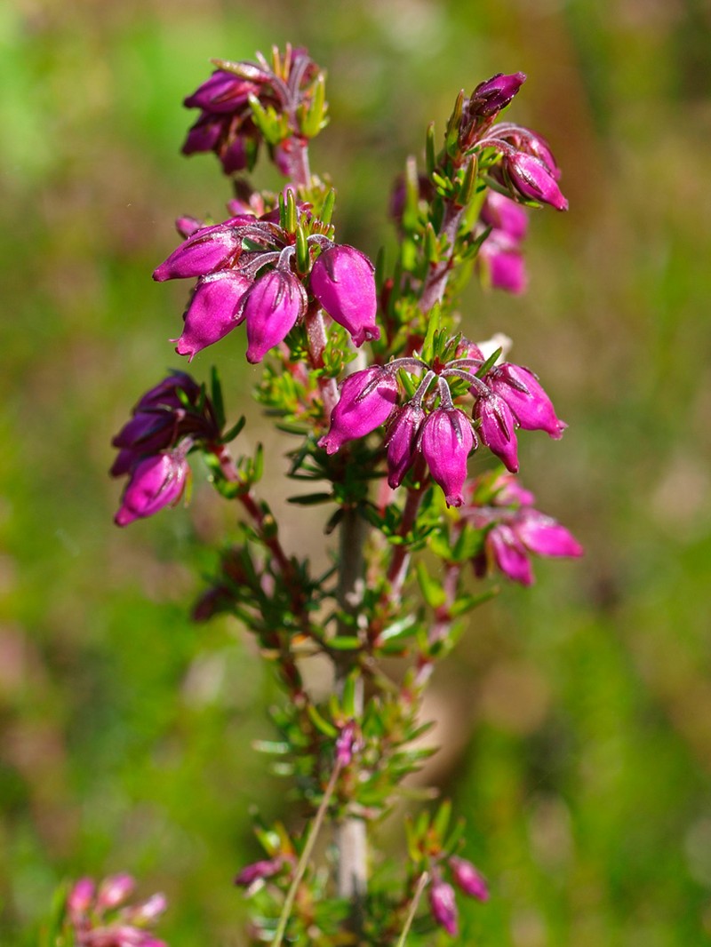 Scotch Heath photo 3