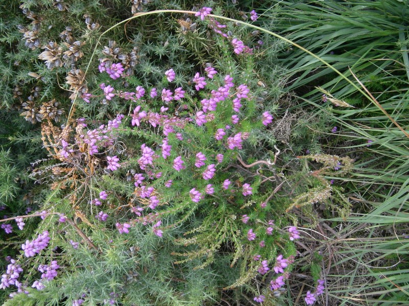 Scotch Heath photo 4