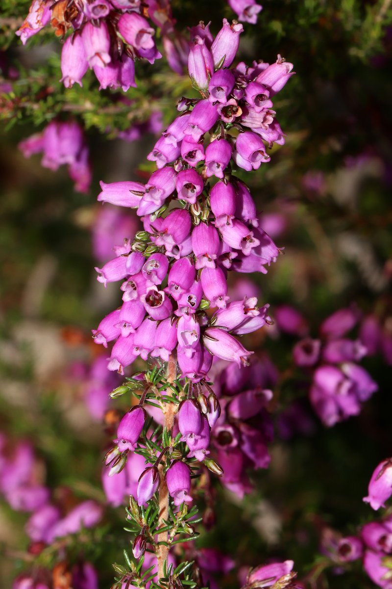 Scotch Heath photo 5