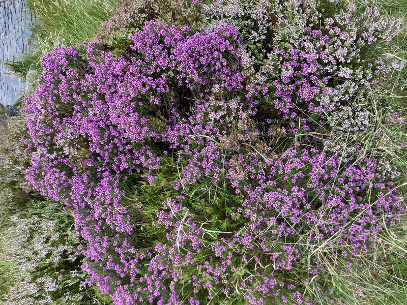 Scotch Heath photo 7