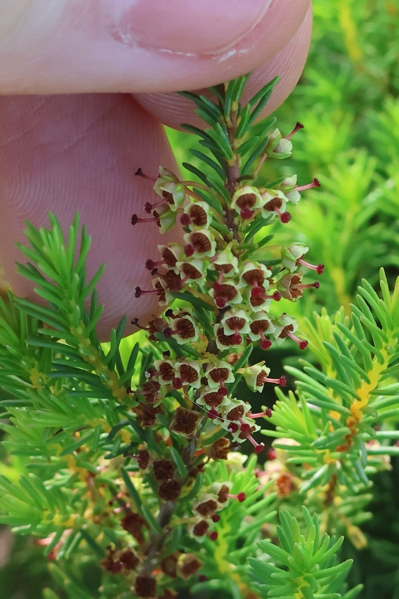 Erica coarctata var. coarctata