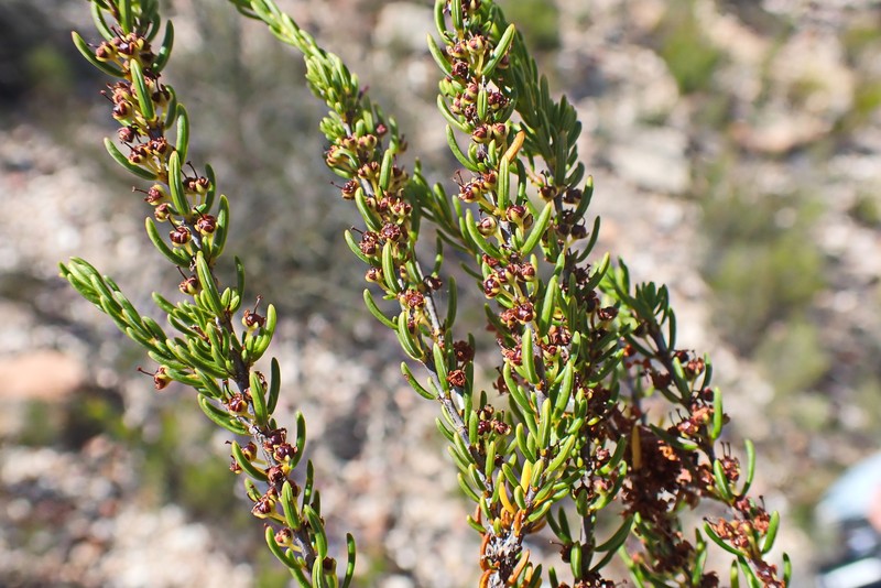 Erica coarctata var. coarctata photo 3