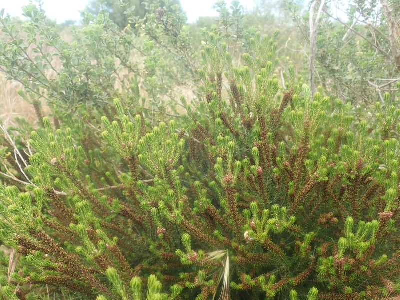 Erica coarctata var. coarctata photo 4