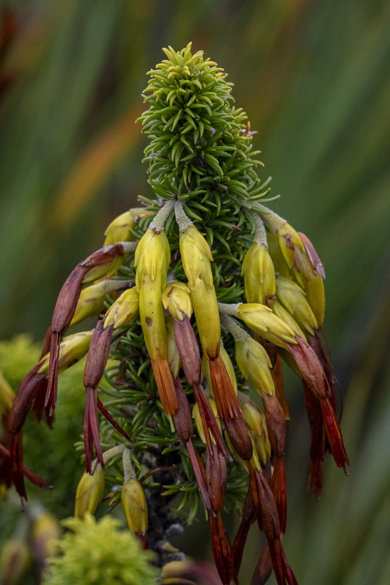 Erica coccinea subsp. coccinea