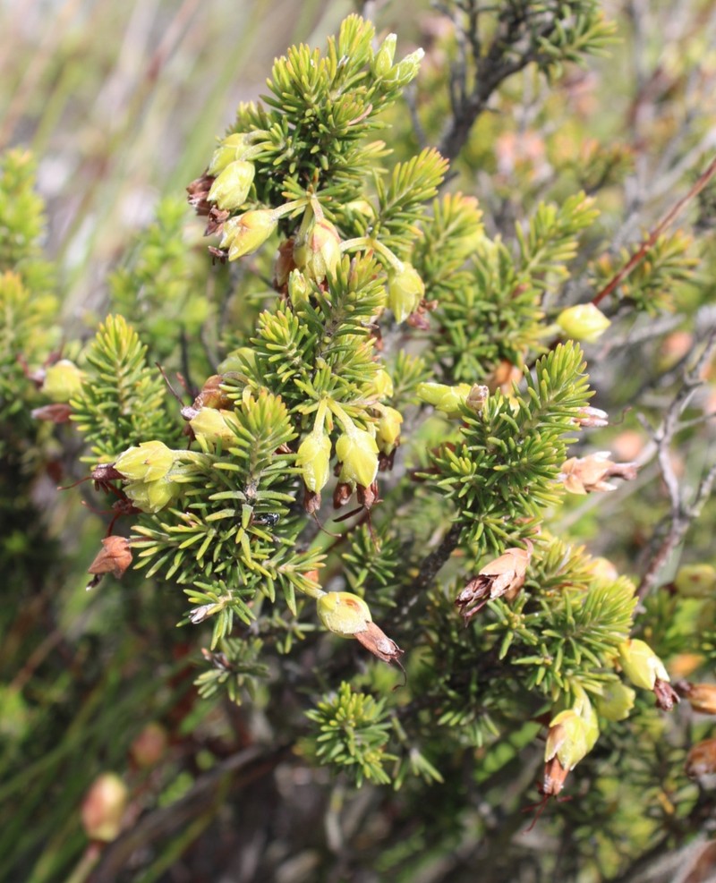 Erica coccinea subsp. coccinea photo 2