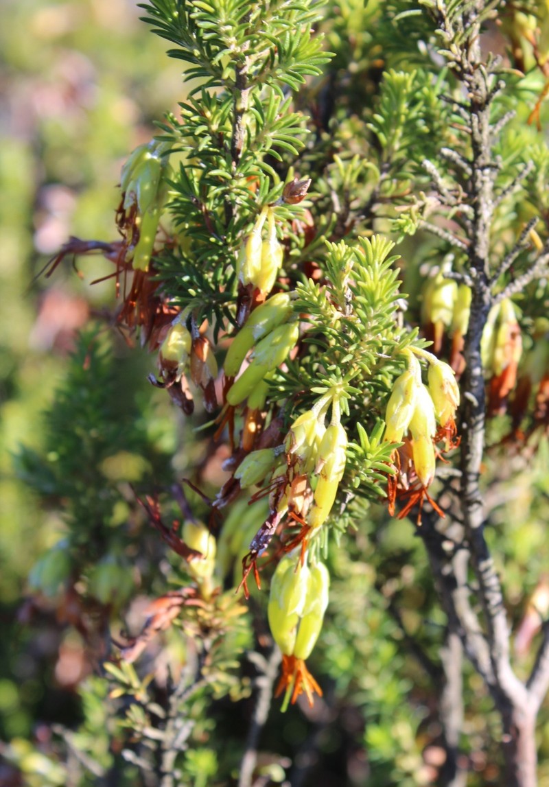 Erica coccinea subsp. coccinea photo 3