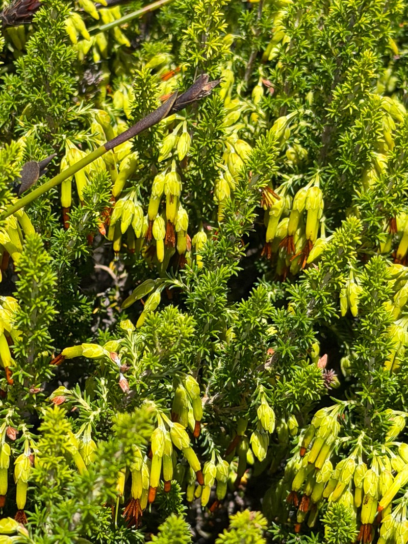 Erica coccinea subsp. coccinea photo 4