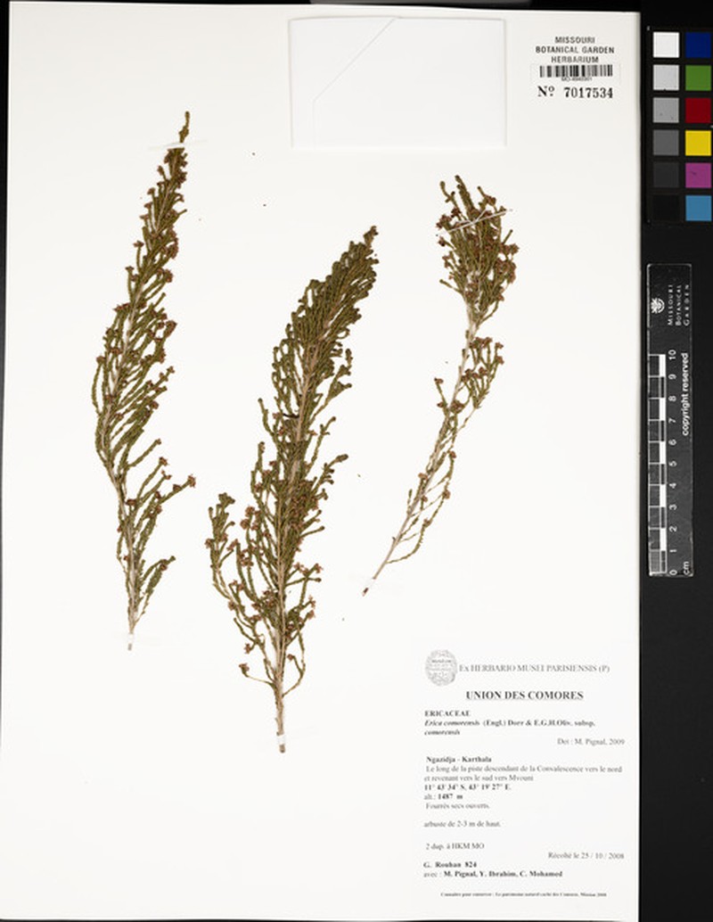 Erica comorensis subsp. comorensis