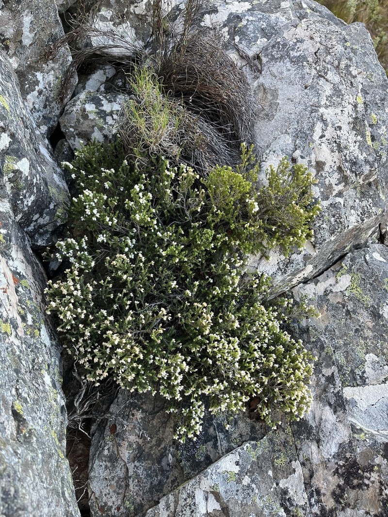 Erica concordia