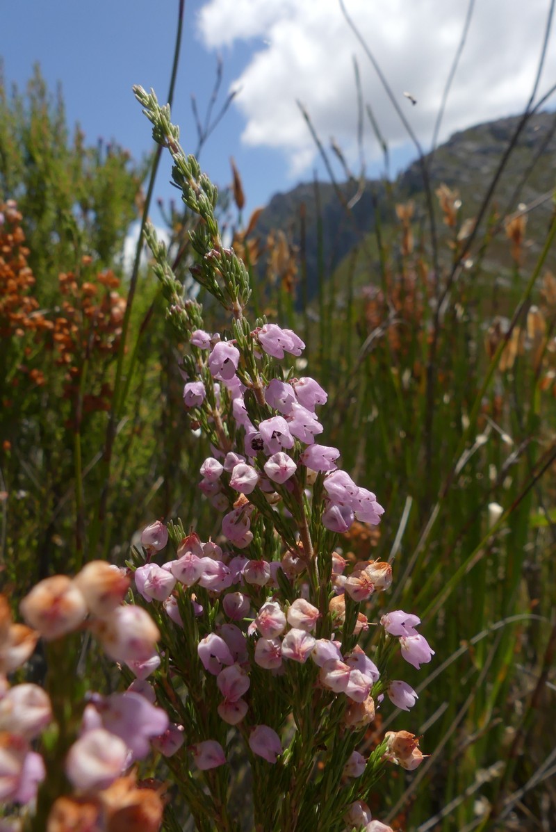 Erica condensata var. condensata