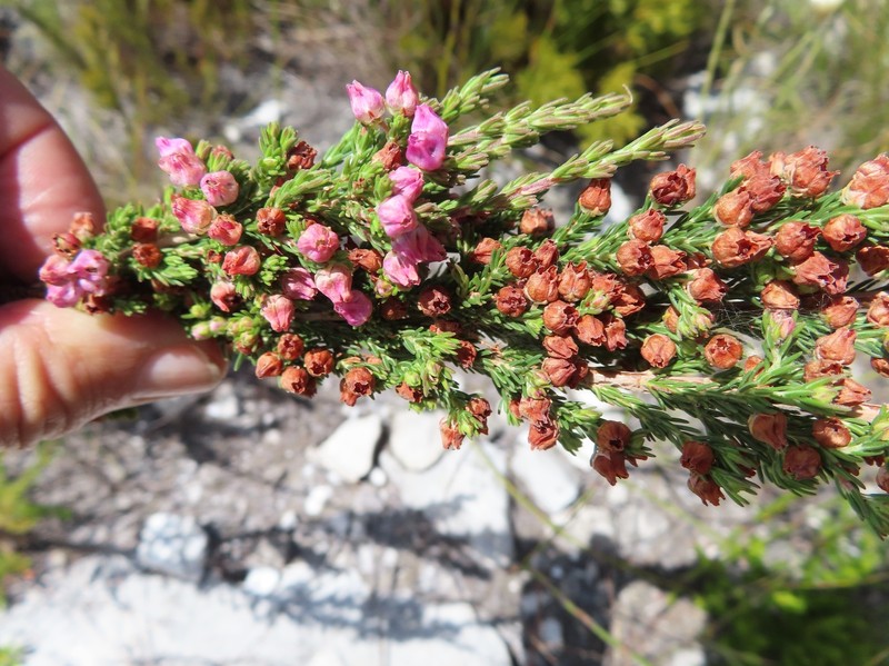 Erica condensata var. condensata photo 3