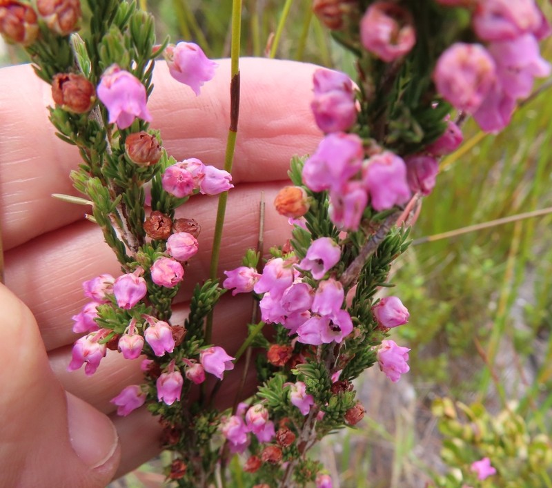 Erica condensata var. condensata photo 4