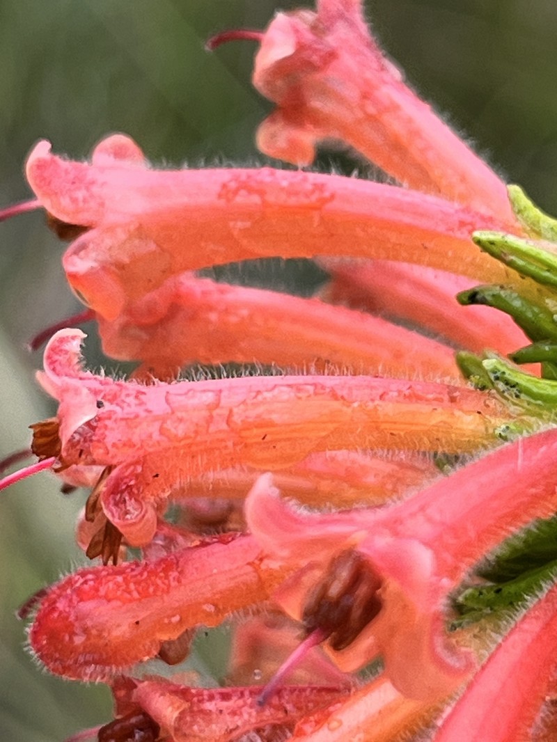 Erica conspicua subsp. conspicua