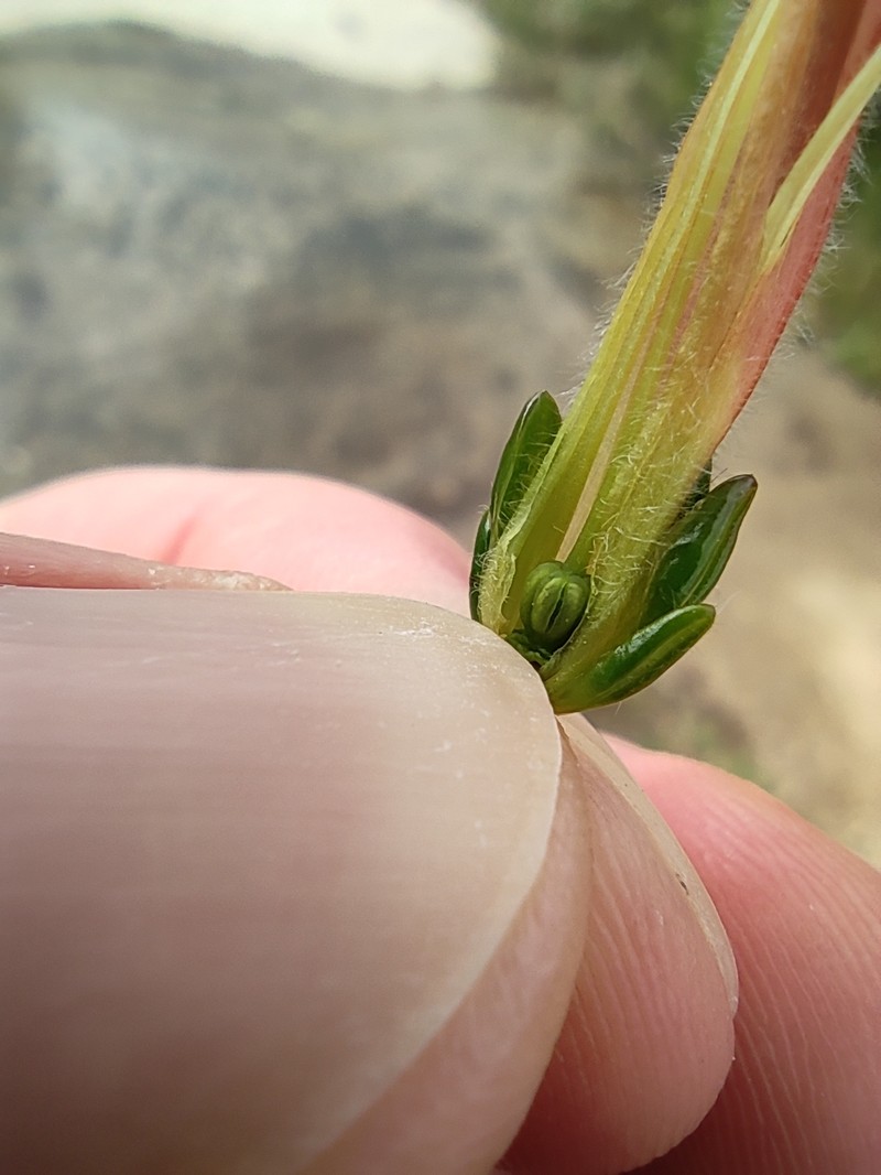 Erica conspicua subsp. conspicua photo 3