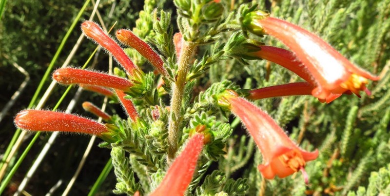 Erica conspicua subsp. conspicua photo 4