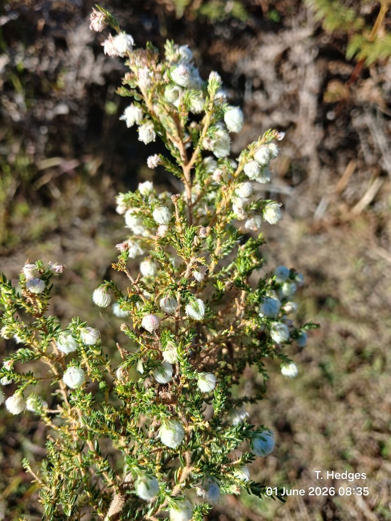 Erica cooperi var. cooperi