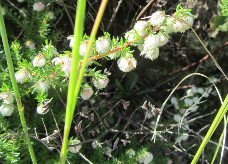 Erica cooperi var. cooperi photo 3